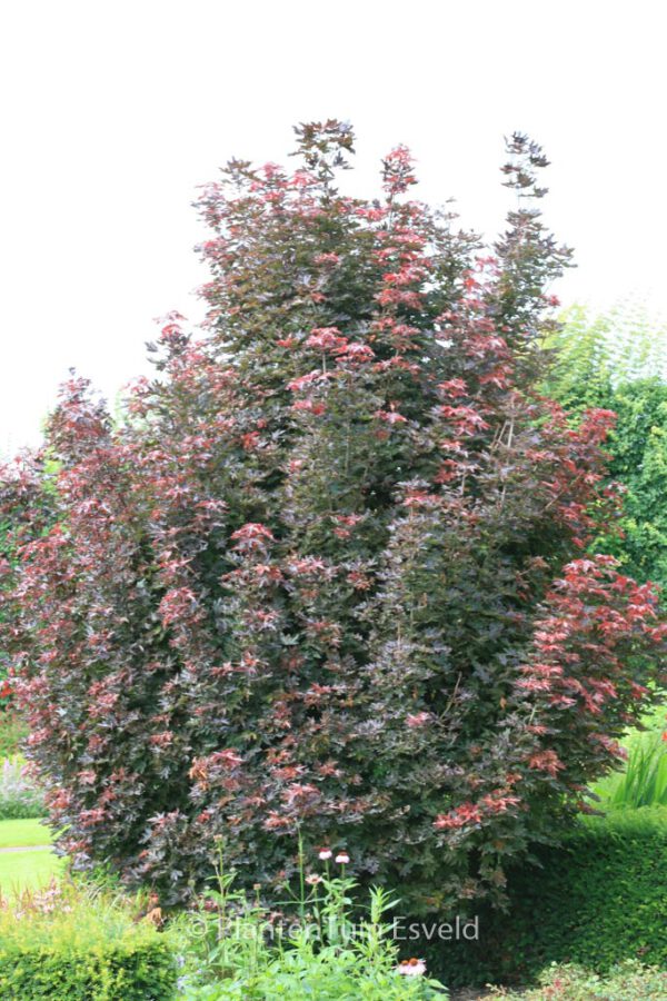 Acer platanoides 'Crimson Sentry' - Image 4