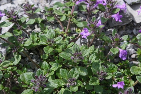 Ajuga reptans - Image 4