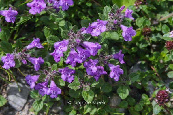 Ajuga reptans - Image 5
