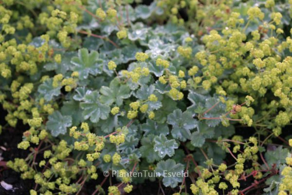 Alchemilla erythropoda - Image 2