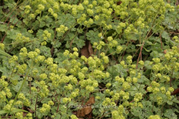 Alchemilla erythropoda - Image 3