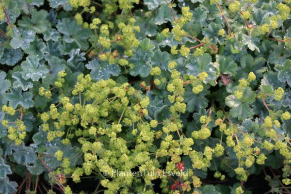 Alchemilla erythropoda