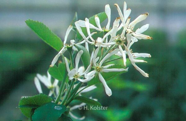 Amelanchier ovalis - Image 3