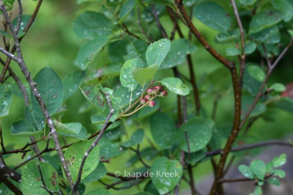 Amelanchier ovalis - Image 4