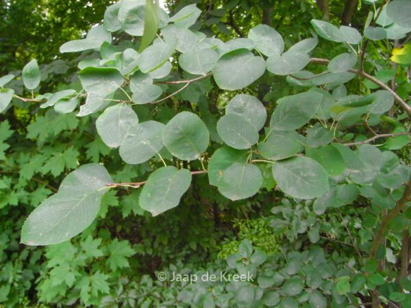 Amelanchier ovalis - Image 5