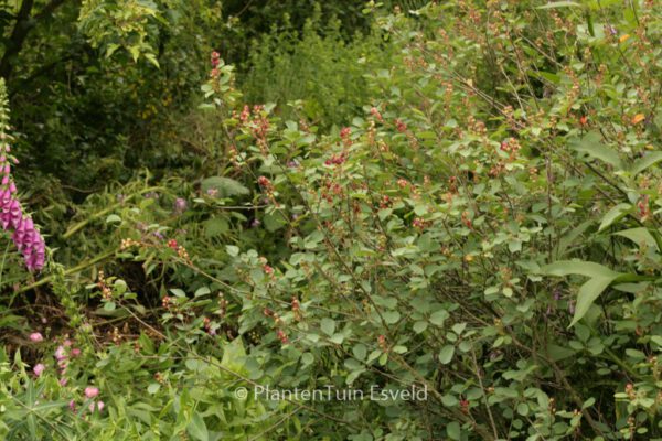 Amelanchier ovalis - Image 6