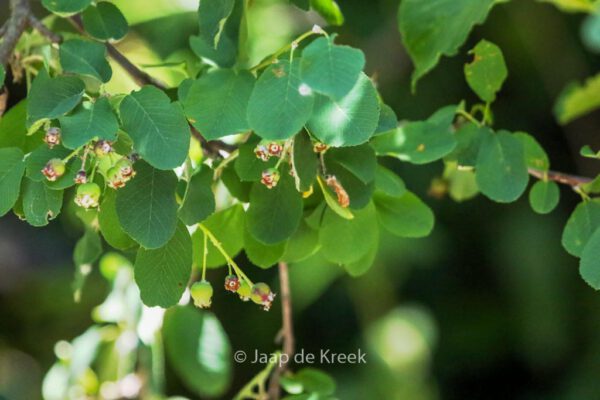 Amelanchier ovalis - Image 8