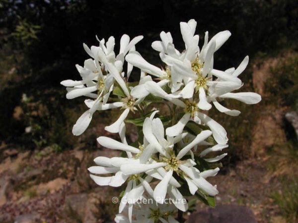 Amelanchier ovalis