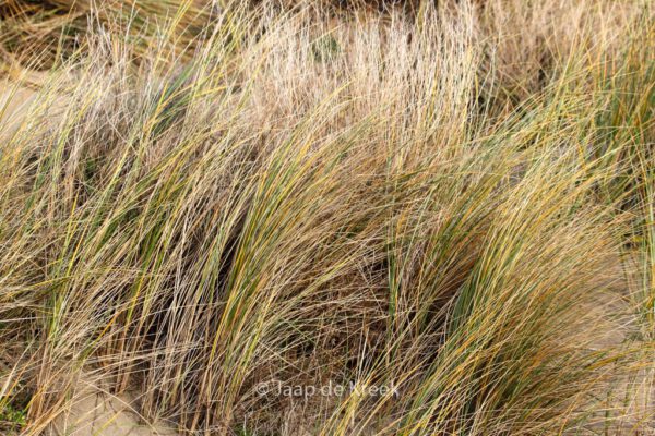 Ammophila arenaria - Image 2