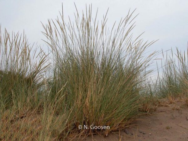 Ammophila arenaria