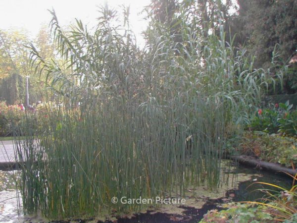 Arundo donax - Image 2