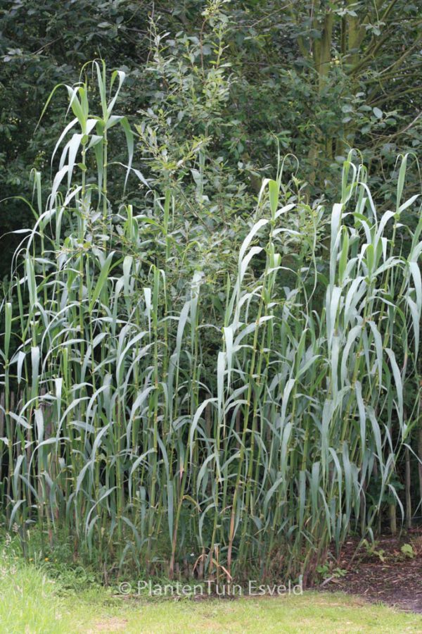 Arundo donax - Image 4