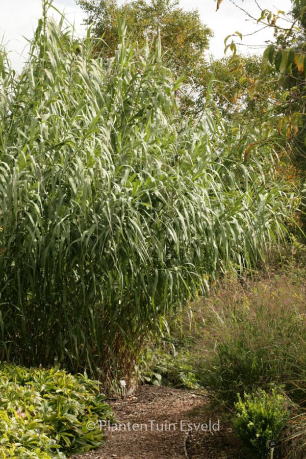 Arundo donax - Image 5