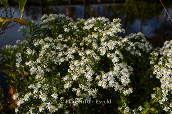 Aster ageratoides 'Ashvi'