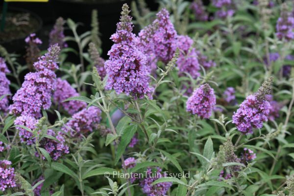 Buddleja davidii 'Tobudskybl' (BUZZ SKY BLUE) - Image 2