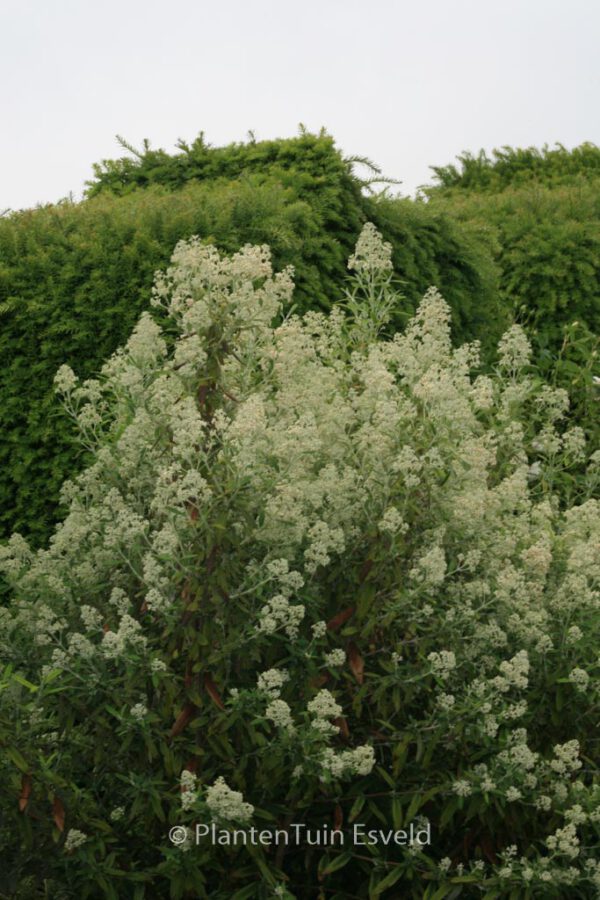 Buddleja loricata - Image 2