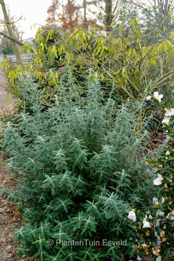 Buddleja loricata - Image 3