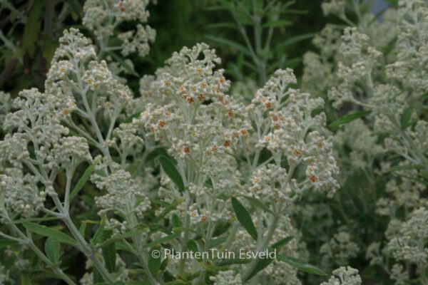 Buddleja loricata