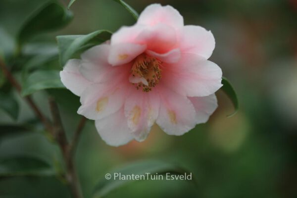 Camellia sasanqua - Image 4