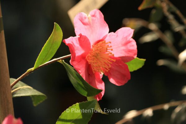 Camellia sasanqua - Image 7