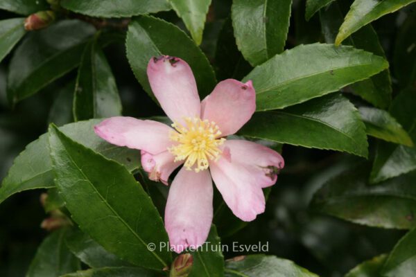 Camellia sasanqua - Image 8