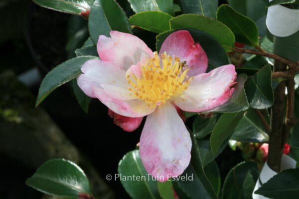 Camellia sasanqua