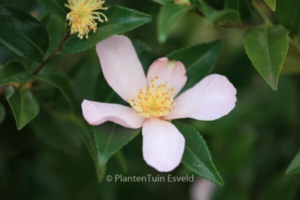 Camellia sasanqua 'Maiden's Blush' - Image 3