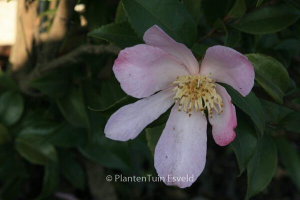 Camellia sasanqua 'Maiden's Blush' - Image 4