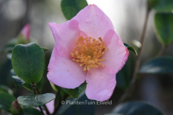 Camellia sasanqua 'Maiden's Blush' - Image 6