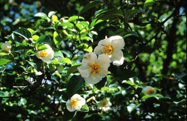 Camellia sinensis - Image 2