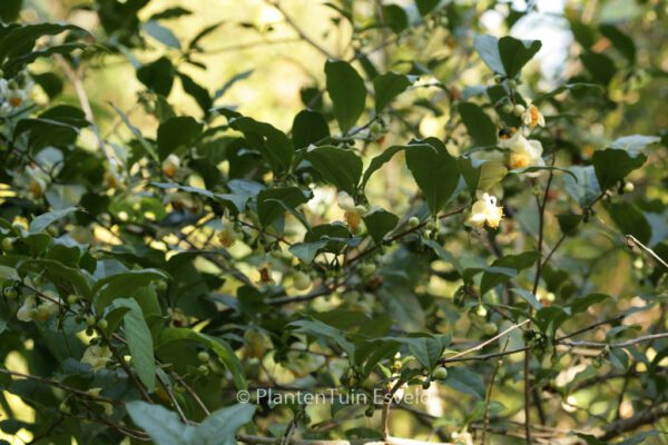 Camellia sinensis - Image 4