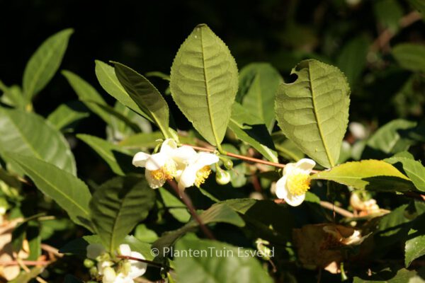 Camellia sinensis - Image 5