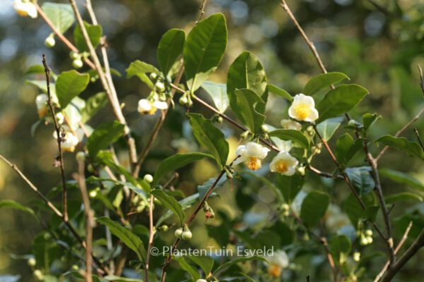 Camellia sinensis - Image 6