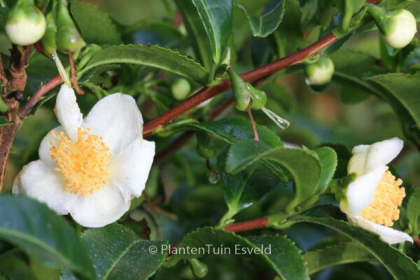 Camellia sinensis