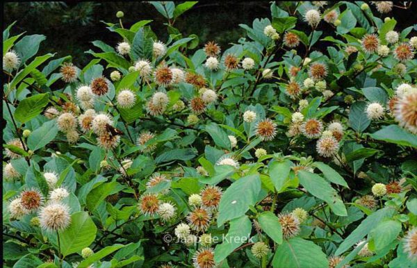 Cephalanthus occidentalis - Image 2