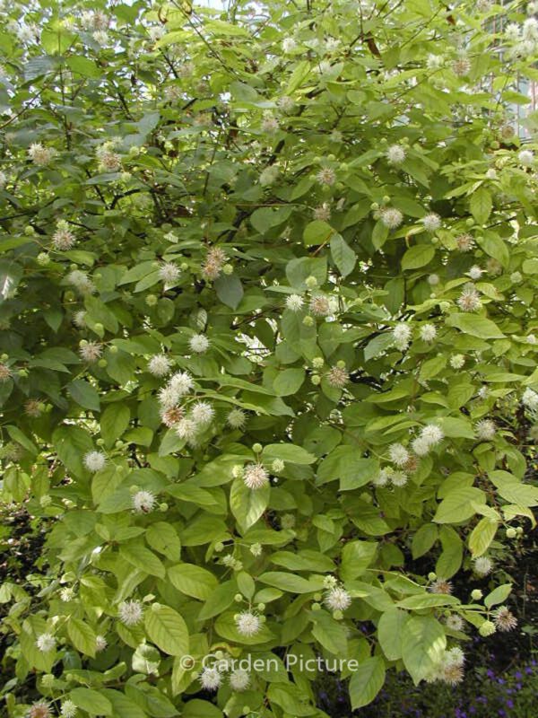 Cephalanthus occidentalis - Image 3