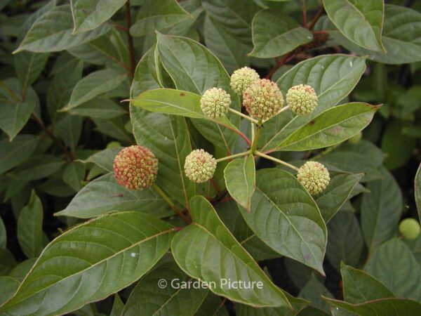 Cephalanthus occidentalis - Image 4