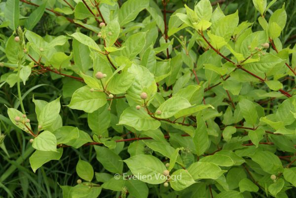 Cephalanthus occidentalis - Image 8