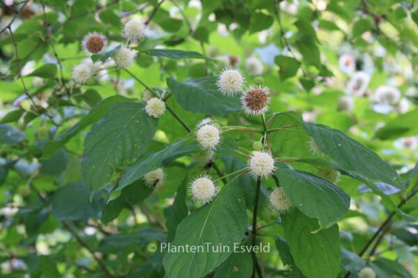 Cephalanthus occidentalis