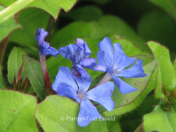 Ceratostigma plumbaginoides - Image 3