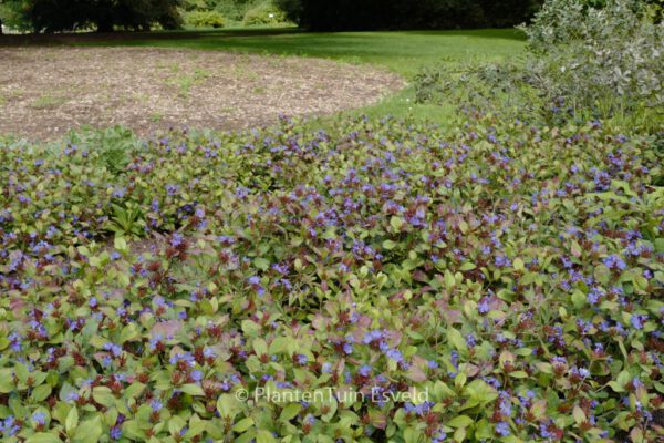 Ceratostigma plumbaginoides - Image 8