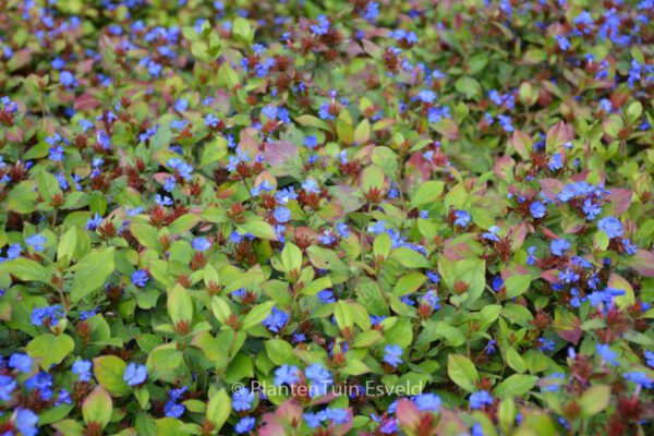 Ceratostigma plumbaginoides