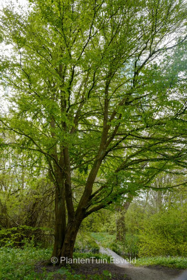 Cercidiphyllum japonicum - Image 2