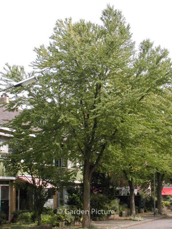 Cercidiphyllum japonicum - Image 5