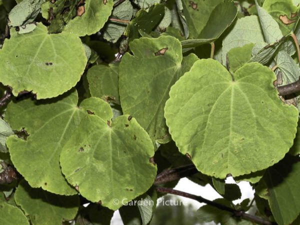 Cercidiphyllum japonicum - Image 6