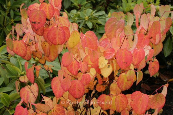 Cercidiphyllum japonicum