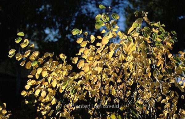 Cercidiphyllum japonicum 'Heronswood Globe' - Image 3