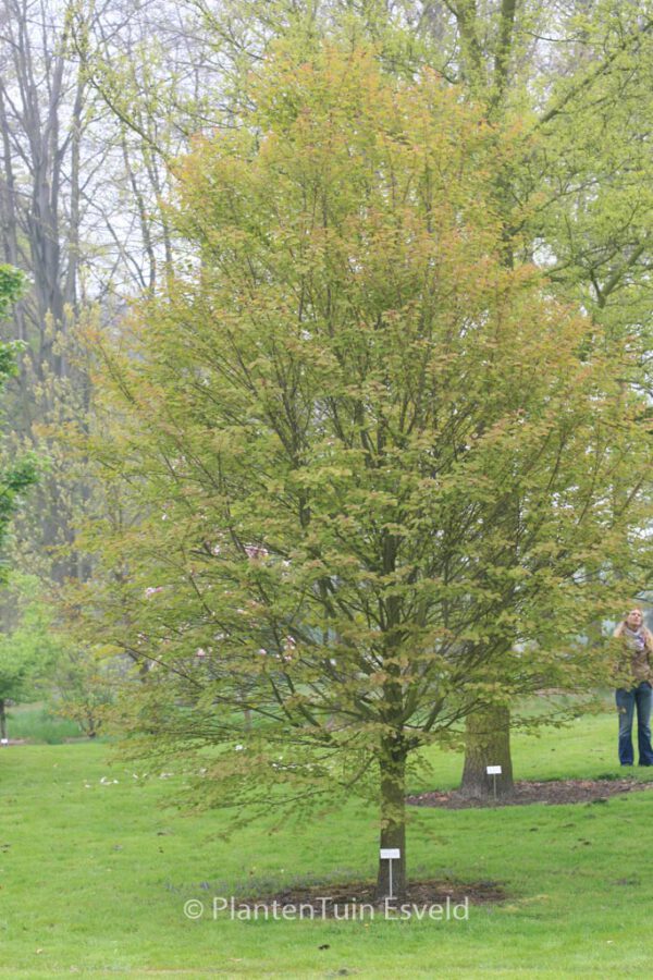 Cercidiphyllum japonicum 'Heronswood Globe' - Image 5