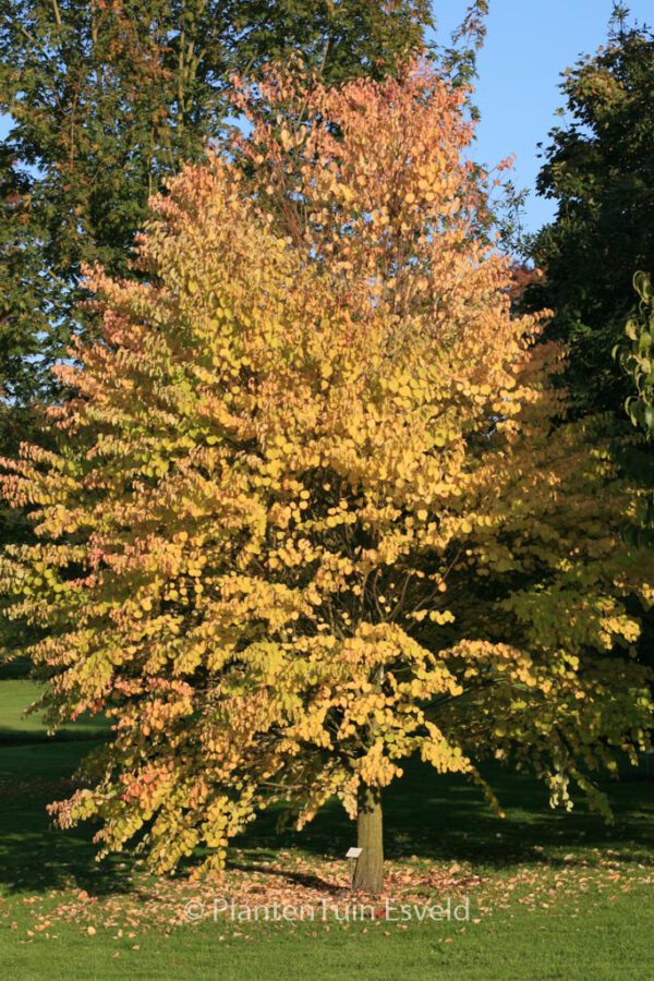 Cercidiphyllum japonicum 'Heronswood Globe' - Image 6