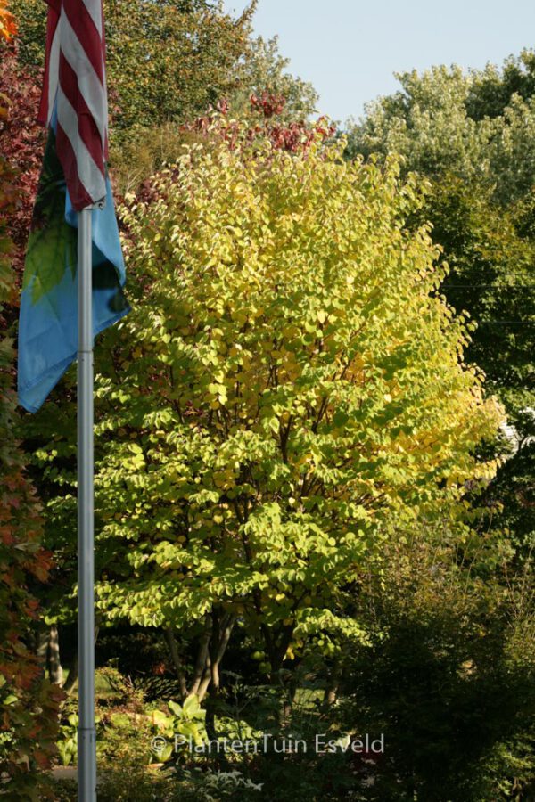 Cercidiphyllum japonicum 'Heronswood Globe' - Image 7